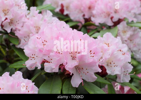 Rhododendron 'Christmas Cheer'. Blooms of early flowering rhododendron, 'Christmas Cheer' in an English garden -  late February, UK Stock Photo