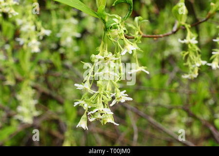 Oemleria cerasiformis. Fragrant white flowers of Indian plum in early spring - (late February,), UK. Also called Oso berry. Stock Photo