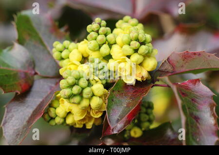 Mahonia aquifolium 'Apollo'.  Flower clusters of this low growing shrub displaying characteristic dark red late winter foliage - February, UK. Stock Photo