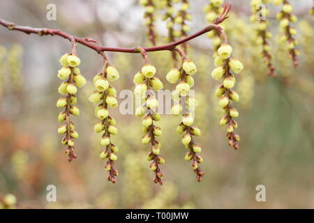 Stachyurus praecox.  Blossoming racemes of  this early flowering shrub, also called Spiketail - February, UK garden. Stock Photo