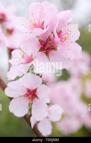 Prunus × persicoides 'Ingrid'. Early spring blossoms of hybrid almond 'Ingrid in late February, UK Stock Photo
