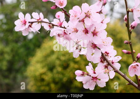 Prunus × persicoides 'Ingrid'. Early spring blossoms of hybrid almond 'Ingrid in late February, UK Stock Photo