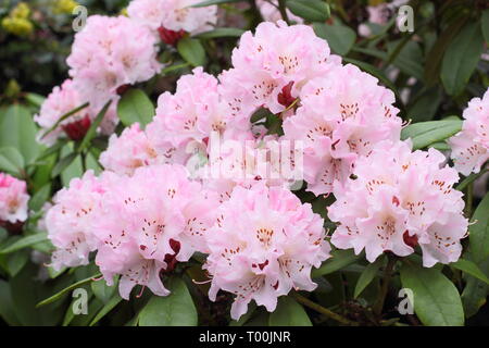 Rhododendron 'Christmas Cheer'. Blooms of early flowering rhododendron, 'Christmas Cheer' in an English garden -  late February, UK Stock Photo