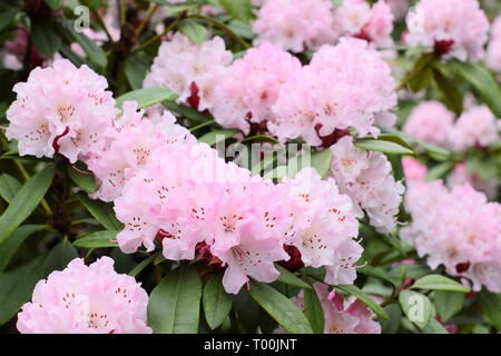 Rhododendron 'Christmas Cheer'. Blooms of early flowering rhododendron, 'Christmas Cheer' in an English garden -  late February, UK Stock Photo