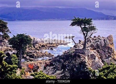 The lone cypress tree along the 17 mile drive on the Monterey peninsula of California. Stock Photo