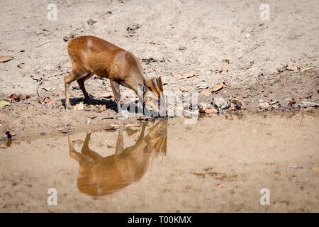 Barking deer (Muntiacus muntjak) drinking from watering hole in India Stock Photo