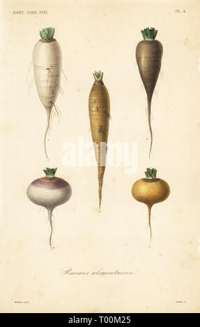 Root vegetables, racines alimentaires. Turnip varieties, Brassica rapa subsp. rapa. Handcoloured steel engraving by Corbie after a botanical illustration by Edouard Maubert from Pierre Oscar Reveil, A. Dupuis, Fr. Gerard and Francois Herincqâ€™s La Regne Vegetal: Horticulture: Jardin Potager et Jardin Fruitier, L. Guerin, Paris, 1864-1871. Stock Photo