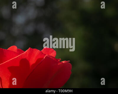 Sunlight through the translucent petals of a red rose with dark green mottled background. Space for text on dark background. Stock Photo