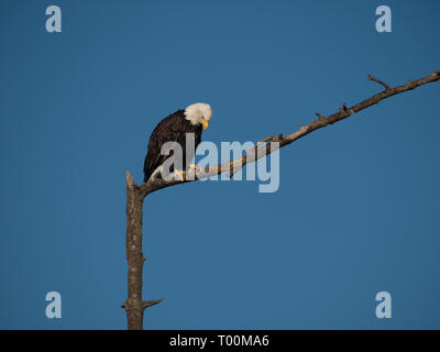 Single mature bald eagle perched on a large branch with blue sky background and the eagle looking down. Space for text. Stock Photo