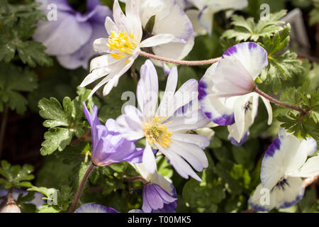 Anemone in the spring. Stock Photo