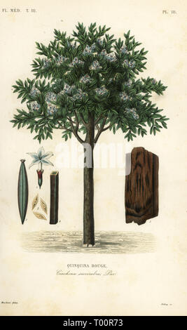 Quinine tree, ted cinchona or quina, Cinchona pubescens, Cinchona succirubra, Quinquina rouge. Handcoloured steel engraving by Debray after a botanical illustration by Edouard Maubert from Pierre Oscar Reveil, A. Dupuis, Fr. Gerard and Francois Herincq’s La Regne Vegetal: Flore Medicale, L. Guerin, Paris, 1864-1871. Stock Photo