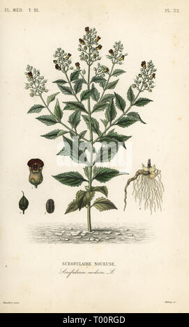 Woodland figwort, Scrophularia nodosa, Scrofulaire noueuse. Handcoloured steel engraving by Debray after a botanical illustration by Edouard Maubert from Pierre Oscar Reveil, A. Dupuis, Fr. Gerard and Francois Herincq’s La Regne Vegetal: Flore Medicale, L. Guerin, Paris, 1864-1871. Stock Photo