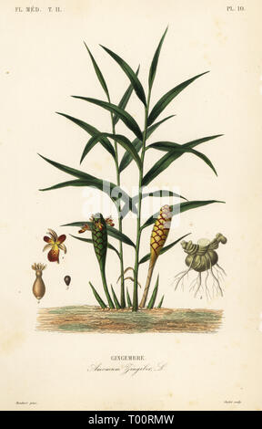 Ginger or ginger root, Zingiber officinale, Amomum zingiber, Gingembre. Handcoloured steel engraving by Oudet after a botanical illustration by Edouard Maubert from Pierre Oscar Reveil, A. Dupuis, Fr. Gerard and Francois Herincq’s La Regne Vegetal: Flore Medicale, L. Guerin, Paris, 1864-1871. Stock Photo
