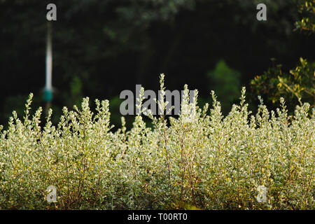 White flowers in the field with sunlight Stock Photo