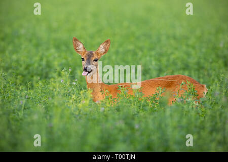 Roe deer, capreolus capreolus, doe standing out on clover field in summer. Wild hind hidden in high grass. Stock Photo