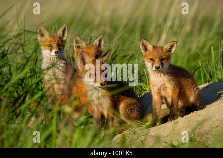 Red fox, vulpes vulpes, family near animal den. Four cute little cubs on a sand hill at sunset. Wild animals in nature. Stock Photo