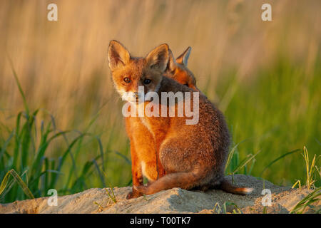 Two red fox, vulpes vulpes, little cubs sitting near burrow. Stock Photo