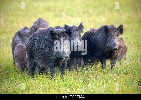 Numerous herd of wild animals in nature. Wild boars, sus scrofa, on a meadow wet from dew. Nature early in the morning with moisture covered grass. Ma Stock Photo