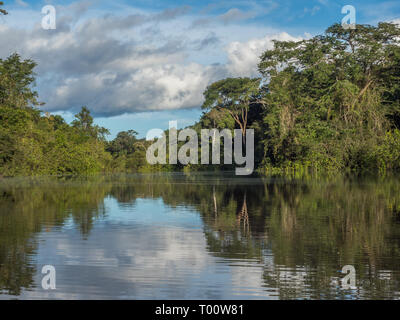 View of Coati Lagoon near the Javari River, the tributary of the Amazon River, Amazonia. Selva on the border of Brazil and Peru. South America. Stock Photo