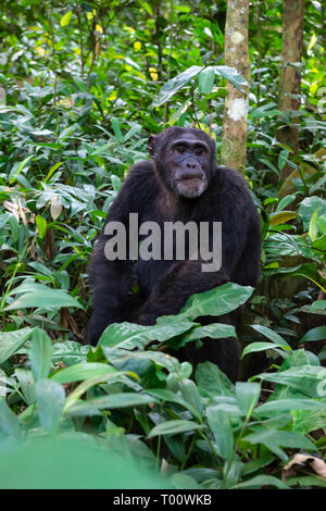 Common chimpanzee (Pan troglodytes) in Kibale Forest National Park, South West Uganda, East Africa Stock Photo