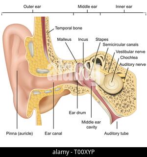 Ear anatomy 3d medical vector illustration isolated on white background Stock Vector