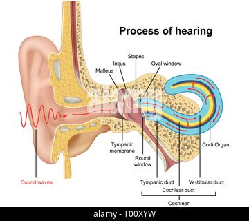 Hearing process, ear anatomy 3d vector illustration on white background Stock Vector