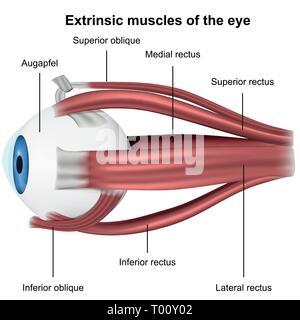 Muscles of the eye, 3d medical vector illustration on white background Stock Vector