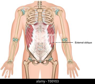 external oblique muscle 3d medical vector illustration upper abdominal muscle Stock Vector