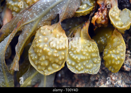 Close up of the Air Pockets on Bladderwrack Seaweed 'Fucus vesiculosus' at Low Tide off La Rocque Point on the Island of Jersey, Channel Isles, UK. Stock Photo