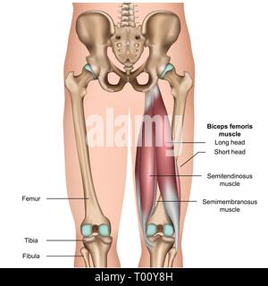 hamstring muscle anatomy 3d medical vector illustration on white background Stock Vector