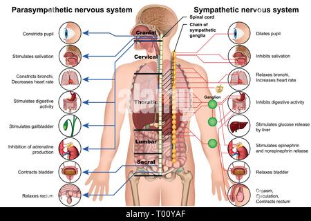 sympathetic and parasympathetic nervous system 3d medical vector illustration on white background Stock Vector