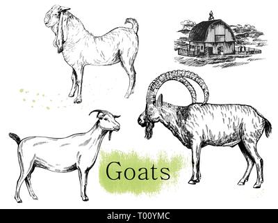Set of hand drawn sketch style goats and farm house isolated on white background. Vector illustration. Stock Vector