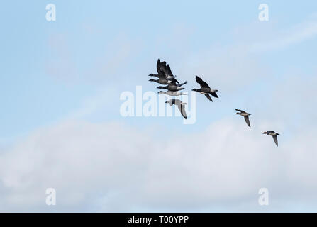 Flying flock of Dark-bellied Brent Geese (Branta bernicla) Stock Photo