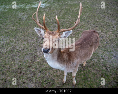 Close-Up of a Cute Young Male Fallow Dear Buck in Winter Stock Photo
