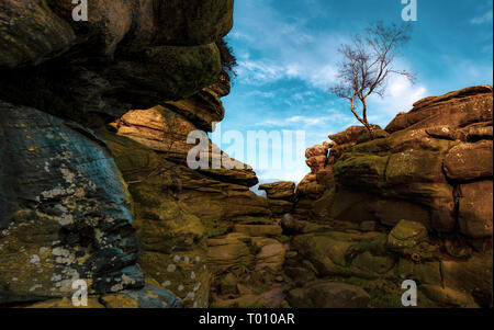 Brimham Rocks and Birch Tree, North Yorkshire Stock Photo