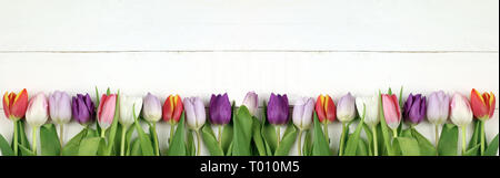 Colored tulips in white background Stock Photo