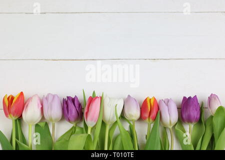 Colored tulips in white background Stock Photo
