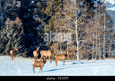 Herd of elk foraging for food in the deep snow after the bomb cyclone buries Colorado. Stock Photo
