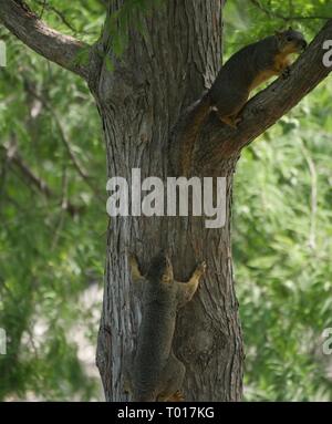 Two squirrels chasing each other up a tree Stock Photo