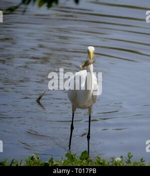 White egret standing by the pond, facing front Stock Photo