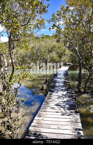 This boardwalk crosses the Waitangi river, then a mangrove swamp before the track reaches the Haruru Falls from the Waitangi Treaty Grounds. Stock Photo