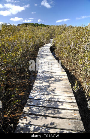This boardwalk crosses the Waitangi river, then this mangrove swamp before the track reaches the Haruru Falls from the Waitangi Treaty Grounds. Stock Photo