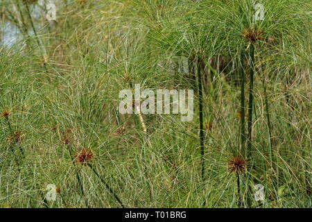 Papyrus grass in Mabamba Bay Wetland System, Uganda Stock Photo