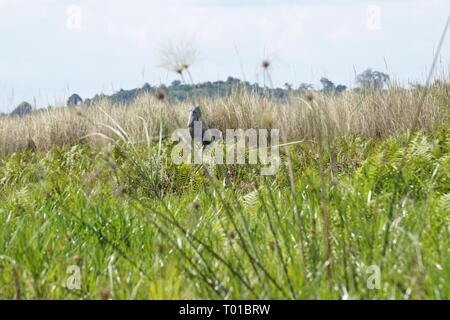 A shoebill amongst some reed in Mabamba Bay Wetland System, Uganda Stock Photo