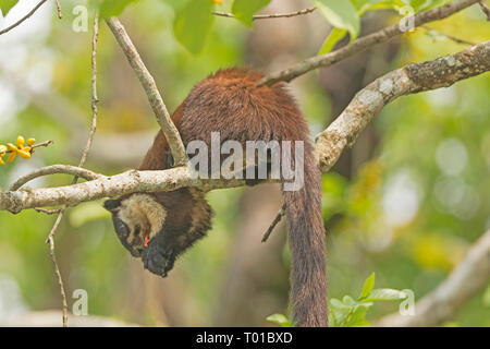 Black Giant Squirrel in a Tree in Karizanga National Park in Assam, India Stock Photo