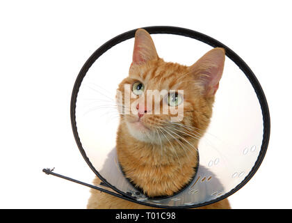 Portrait of an orange ginger tabby cat wearing an elizabethian collar to prevent self injury after surgery. Also called an e-collar or the cone of sha Stock Photo