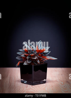 Plant in modern, small black flower pot against dark grey empty wall with copy space. - Image Stock Photo