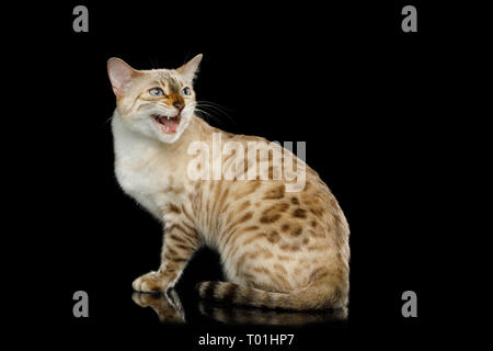 Snow White Bengal Cat with rosette fur Sitting and meowing on isolated Black Background, side view Stock Photo