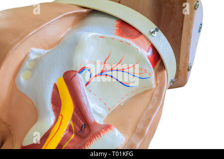Internal organ dummy in training isolated on white background and clipping path Stock Photo