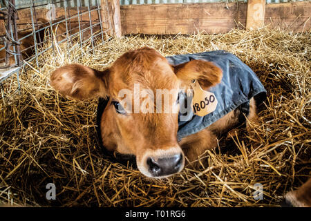 Young Jersey dairy calf staying warm inside calf barn during cool Illinois autumn, one of many on a 7 generation dairy farm Stock Photo